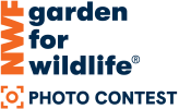 Link to Photo Contest Home